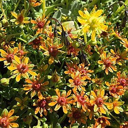 Der Bach-Steinbrech (Saxifraga aizoides) hat sein Verbreitungsgebiet sowohl nach unten als auch nach oben weiter ausgedehnt. Bild: Niklaus Zimmermann, WSL