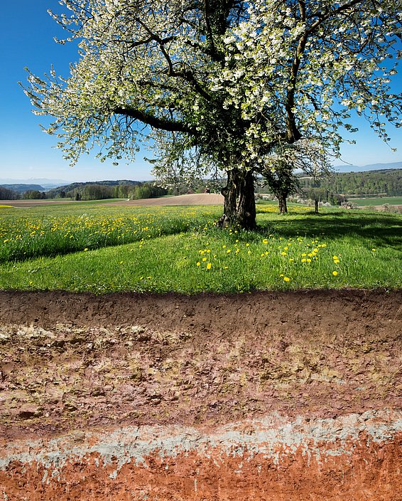 Soil is the most species-rich habitat on earth. (Photo: Gabriela Brändle, Agroscope) 