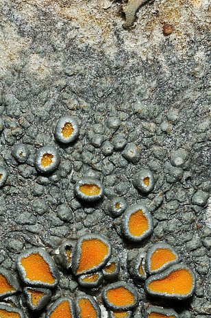 Detailansicht einer Flechte