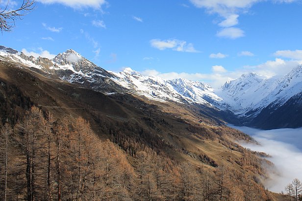 Forêts de conifères près de Ferden dans le Lötschental (canton du Valais).