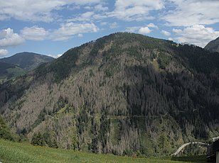 Luftaufnahme eines Waldes mit großen Flächen abgestorbener, brauner Nadelbäume zwischen grünen Bäumen.