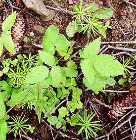 Zahlreiche einjährige Weisstannen in einem Bergmischwald.