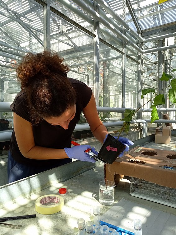 Environmental scientist Maria Elvira Murazzi cuts off the lower roots of a birch seedling for analysis, following immersion in a nanoplastic solution. (Photo: Paula Ballikaya)
