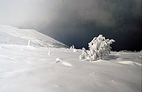 Die Waldgrenze im Uralgebirge hat sich in den letzten 100 Jahren um etwas 50 Höhenmeter nach oben verschoben. Bild: F. Hagedorn/WSL