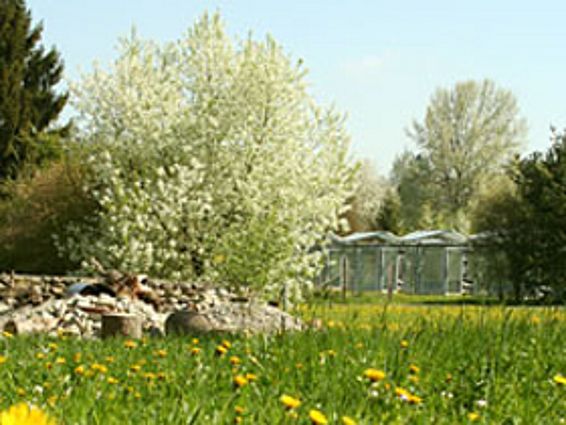 Blühende Büsche auf dem WSL-Gelände im Frühjahr.