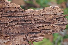 Brutbild des Buchdruckers auf einem Stück Rinde.