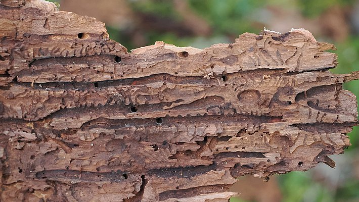 Brutbild des Buchdruckers auf einem Stück Rinde.