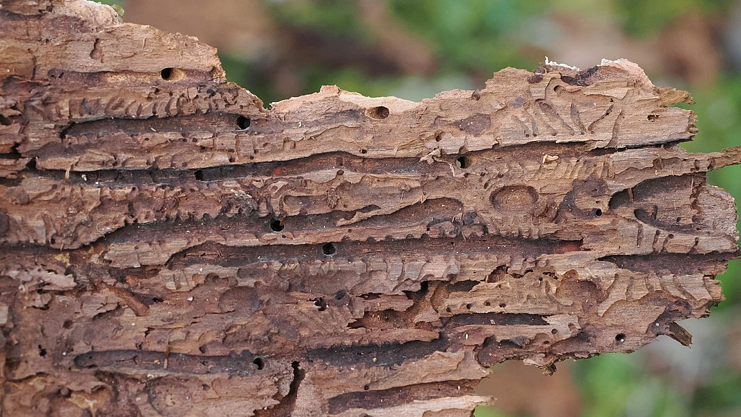 Galeries du typographe.