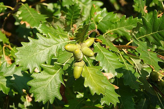 Leaves and fruits of a sessile oak.  (Photo Thomas Reich)