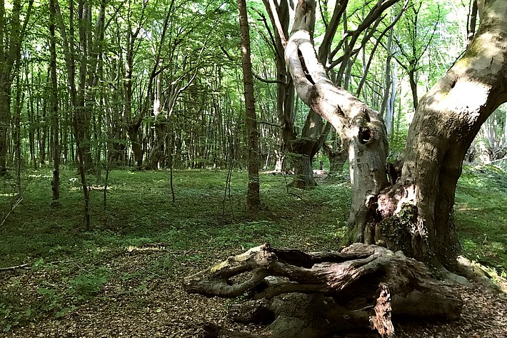 Die knorrigen Kopfbuchen im Bonner Kottenforst sind bis 250 Jahre alt. 