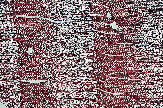 Mikroskopbild von Jahrringen