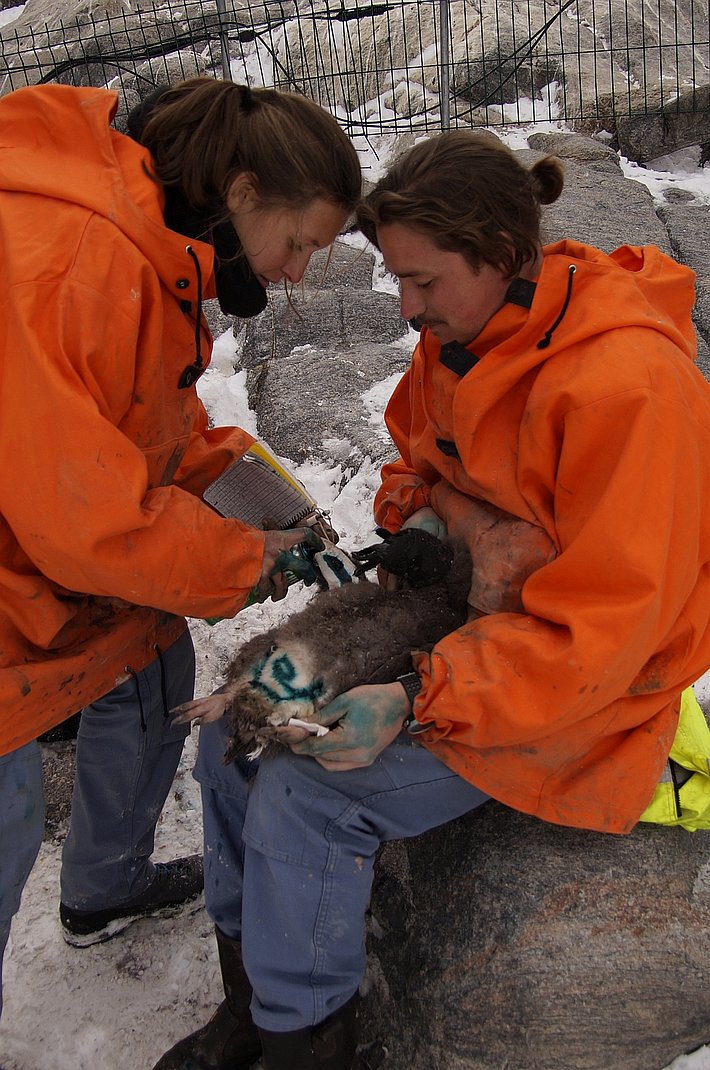 Die Pinguine werden für knapp zehn Minuten eingefangen. Man entnimmt ihnen Blut und setzt einen „Sender“ ein. Anschliessend werden die Tiere mit einer ungiftigen grünen Lösung markiert. So weiss man, welche Tiere bereits behandelt wurden.