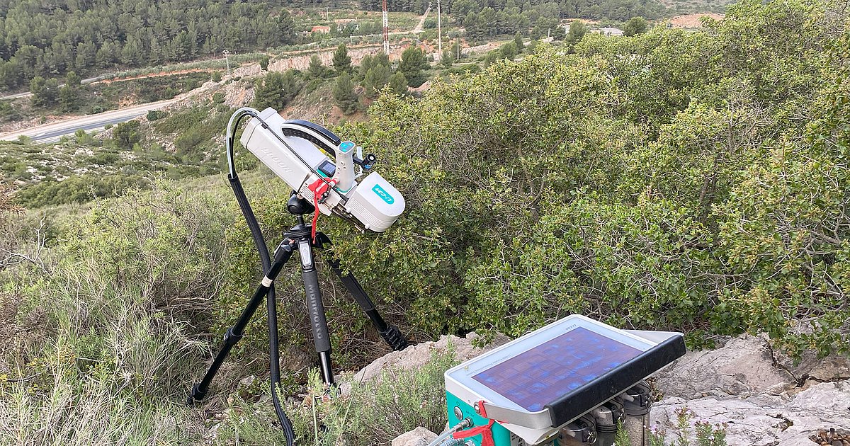 Forests In Heatwaves New Research Shows How Trees Cope With Extreme Heat