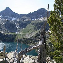 Jahrringforschung an der oberen Waldgrenze in den spanischen Pyrenäen.