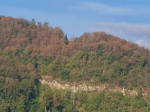 At Lake Thun near Spiez, the beech crowns were clearly discoloured on shallow soils on September 12, 2023. (Photo: Lorenz Walthert)