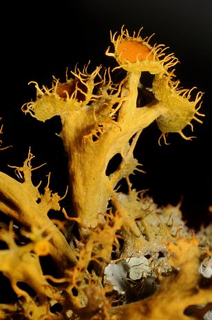 Detailansicht einer Flechte