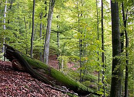 Uholka-Shirokyi Luh Wald in der Ukraine mit grünen Bäumen, einem umgestürzten Baumstamm und Laub am Boden.