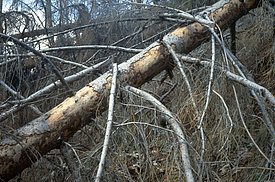 Auf dAuf dem vom Sturm umgeworfenen Fichtenstamm ist der Buchdrucker-Befall durch die abgeschälte Rinde und die Frasspuren zu erkennen. Bild: Waldschutz Schweiz, WSL