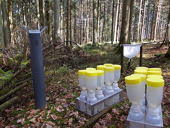 Sammeln des Bestandesniederschlags auf der LWF-Flächen Vordemwald: Die Behälter werden alle 2 Wochen ausgewechselt und der Inhalt im Labor chemisch analysiert. (Foto: WSL)