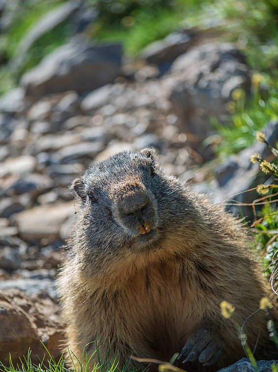 A marmot sits on a rocky mountain path and looks at the camera.