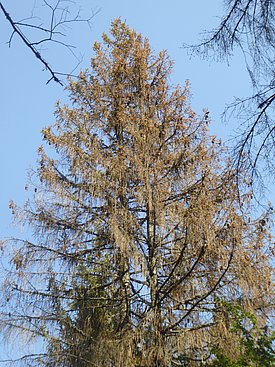 Fichten in der Studienregion, die aufgrund der Dürre 2018 und dem darauffolgenden Borkenkäferbefall abgestorben sind. (Bild: Horst Delb, FVA BW)