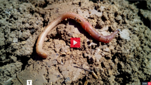 Ein brauner Regenwurm liegt auf trockener, rissiger Erde mit kleinen Steinen und Pflanzenresten.