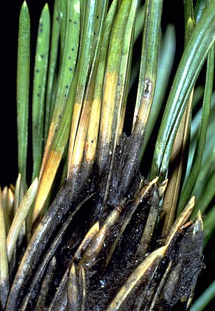 Kiefernnadeln mit schwarzen, schimmelartigen Flecken und gelblichen Verfärbungen an den Spitzen und Stielen.