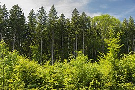 Reine Fichtenbestände werden im Mittelland zunehmend durch Mischbestände oder reine Laubbestände ersetzt. 
