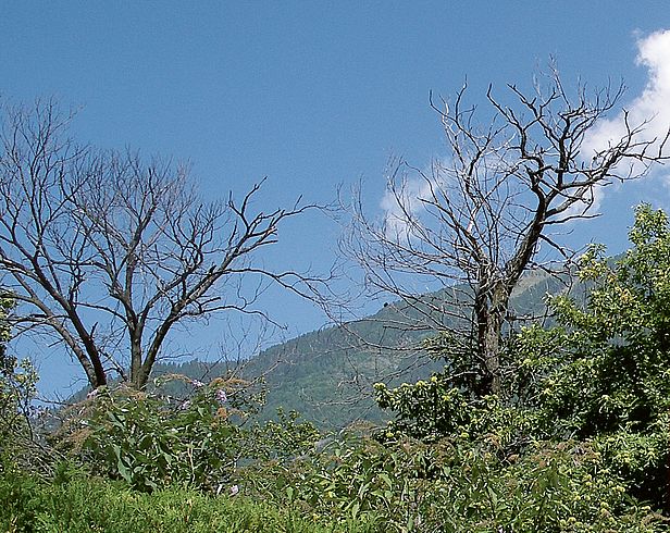 Vom Kastanienrindenkrebs befallene Edelkastanien auf der Alpennordseite