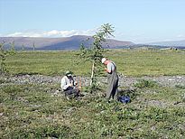 Entnahme von Bohrkern um das Alter der neu aufwachsenden Bäume im Polar Ural zu bestimmen. Bild: F. Hagedorn/WSL