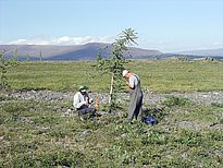 Entnahme von Bohrkern um das Alter der neu aufwachsenden Bäume im Polar Ural zu bestimmen. Bild: F. Hagedorn/WSL