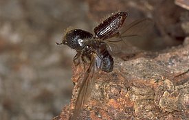 Buchdrucker im Abflug. Bild: Beat Wermelinger, WSL