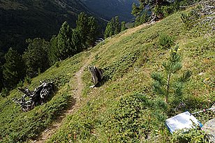 Also sampled for the association study: juvenile stone pines in God Giavagl, in the continentally climate of Val Chamuera in the Engadin in eastern Switzerland. Photo: Sabine Brodbeck (WSL)