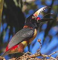 Ein Halsbandarassari (Pteroglossus torquatus) aus der Familie der Tukane frisst in Belize reife Palmfrüchte. (Foto: John Norton via Wikimedia Commons, CC BY 2.0)