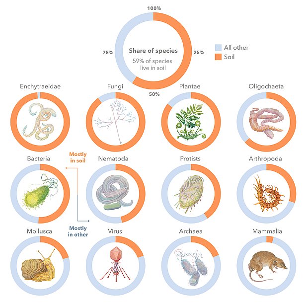 Graphical overview of the share of species living in soil. 