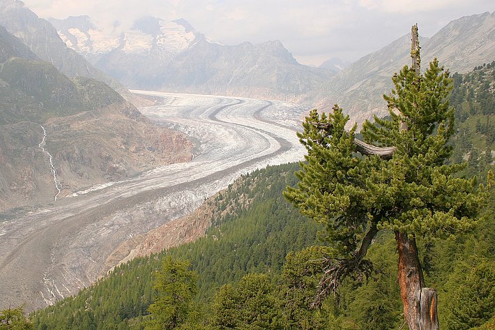 Arvenwald am Aletschgletscher (Kanton Wallis, Schweiz).