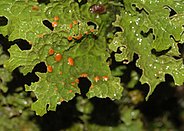 Lung lichen (Lobaria pulmonaria). 
