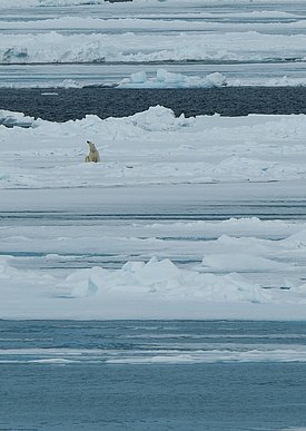 Eisbär sitzt auf einer Eisscholle im arktischen Meer mit weiteren Eisschollen und offenem Wasser im Hintergrund.