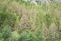 Das Bild zeigt eine Luftaufnahme von einem Wald mit einigen dürren, braunen Lärchen. 