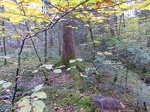 Wichtrach BE,  01.11.2018 (Foto: LFI/WSL)