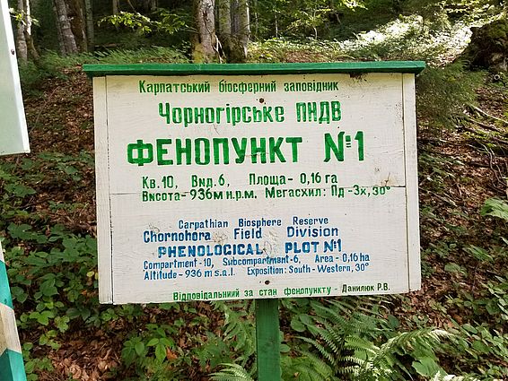 Hinweistafel auf eine Wald-Monitoringfläche im Urwald Chornohora. (Foto: Peter Brang, WSL)