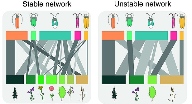 Two examples of networks featuring insect-plant interactions. The network on the left is richer in plant species, which means that insects are less likely to lose all of their food plants. This makes it more stable. In the network on the right, specialist insects disappear as soon as individual plants disappear. It is therefore less stable. (graph: Felix Neff/WSL)