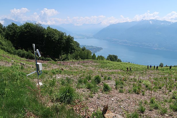 Testfläche Ronco sopra Ascona. (Foto: Gottardo Pestalozzi)