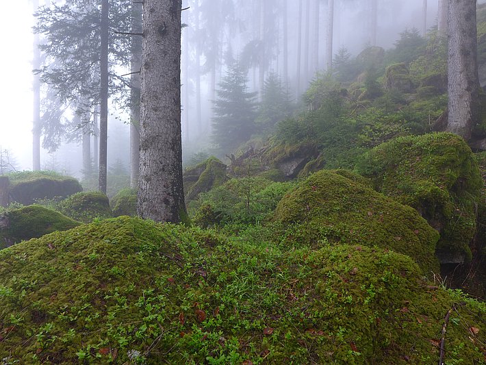 Quarten SG, 02.05.2014 (Foto: LFI/WSL)