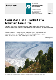 Swiss stone pine – portrait of a mountain forest tree