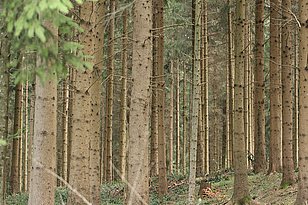 [Translate to Englisch:] Monotone Fichtenkultur (Foto: Beat Wermelinger)