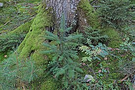 A close-up view of young scots pine, silver fir and rowan growing near the base of a moss-covered tree trunk in a forest. Surrounding vegetation includes small shrubs and patches of moss.