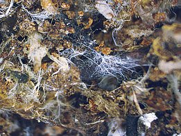 Abb. 4. Pilzfäden über- und durchwachsen die Streu- und Mineralbestandteile des Bodens für eine verbesserte Nährstoffaufnahme.