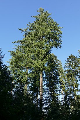 Douglas firs are attractive for forestry because of their fast growth, good wood properties and - in regard to climate change - their drought resistance. (Photo: Thomas Reich)