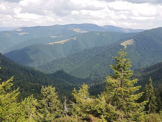 Das Karpatische Biosphärenreservat ist mit 536 km2 – das entspricht der Fläche des Bodensees – eines der grössten Naturschutzgebiete der Ukraine. Neben den grössten verbleibenden reinen Buchen-Urwäldern gibt es auch Urwälder in höheren Lagen wie im Marmarosh-Gebirge nahe Rumänien (im Bild). (Foto: Peter Brang, WSL)